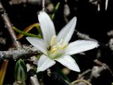 Ornithogalum pumilum. Цаеток с кормящейся мухой. Греция, о-в Крит, ном Ханья (Νομός Χανίων), дим Платаньяс (Δήμος Πλατανιά), горный массив Лефка Ори (Λευκά Όρη), окр. туристического приюта Каллерги (Καλλέργη), ≈ 1700 м н.у.м., каменистый склон. 28 июня 2017 г.