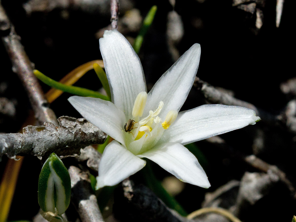 Изображение особи Ornithogalum pumilum.