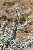 Otanthus maritimus