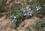 Iris tenuifolia