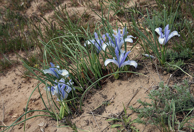 Image of Iris tenuifolia specimen.