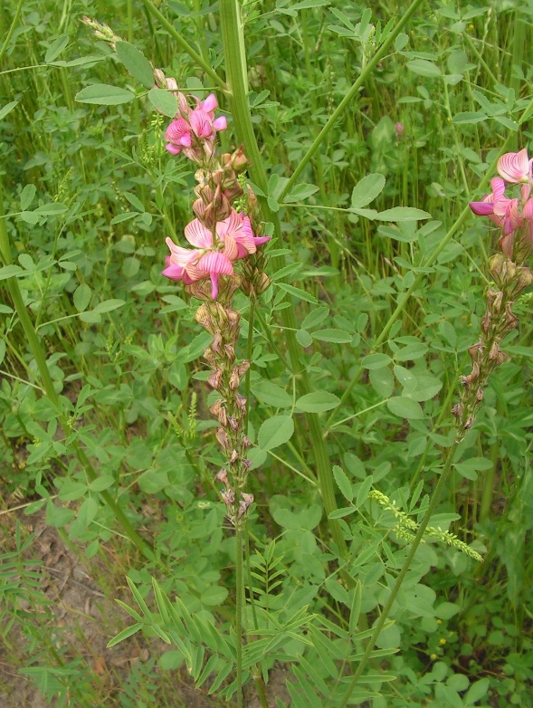 Image of Onobrychis viciifolia specimen.