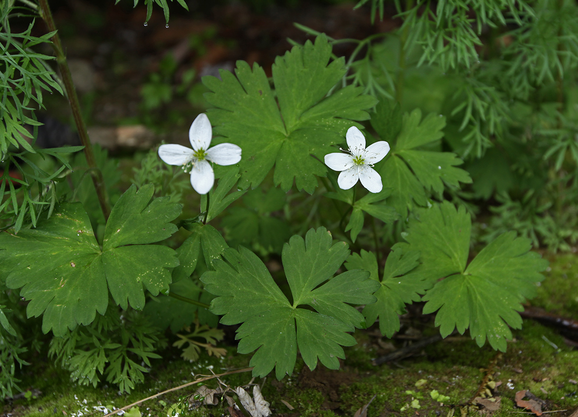 Image of Arsenjevia glabrata specimen.