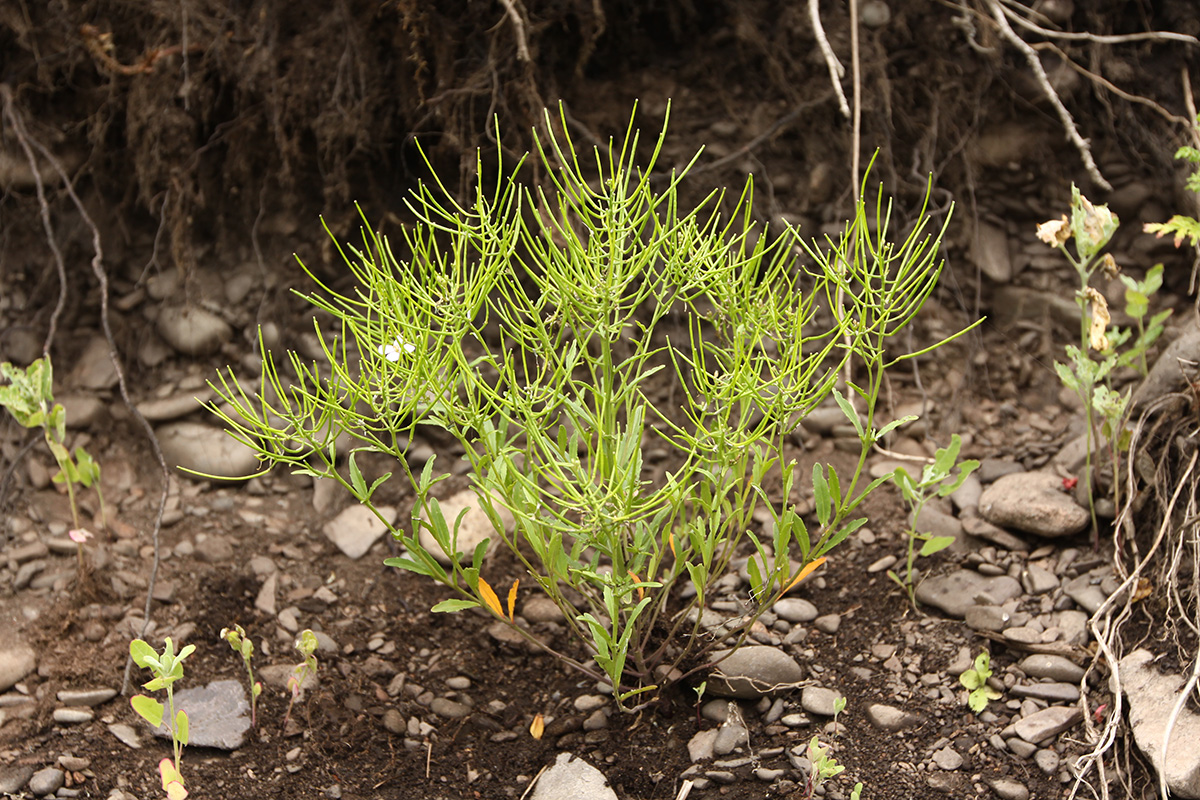 Image of Dontostemon dentatus specimen.