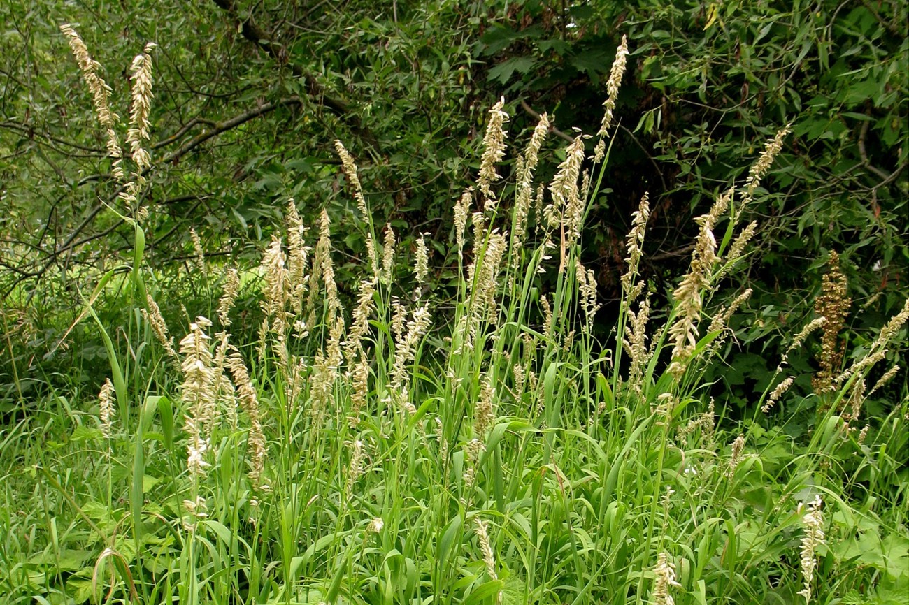 Image of Melica altissima specimen.