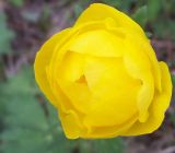 Trollius europaeus. Цветок. Башкирия, окр. Белорецка. Опушка соснового леса, среди подроста сосны.