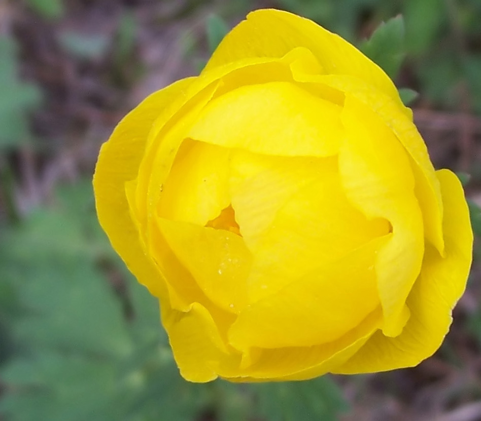 Изображение особи Trollius europaeus.