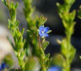 Image of taxon representative. Author is Тамара Риб