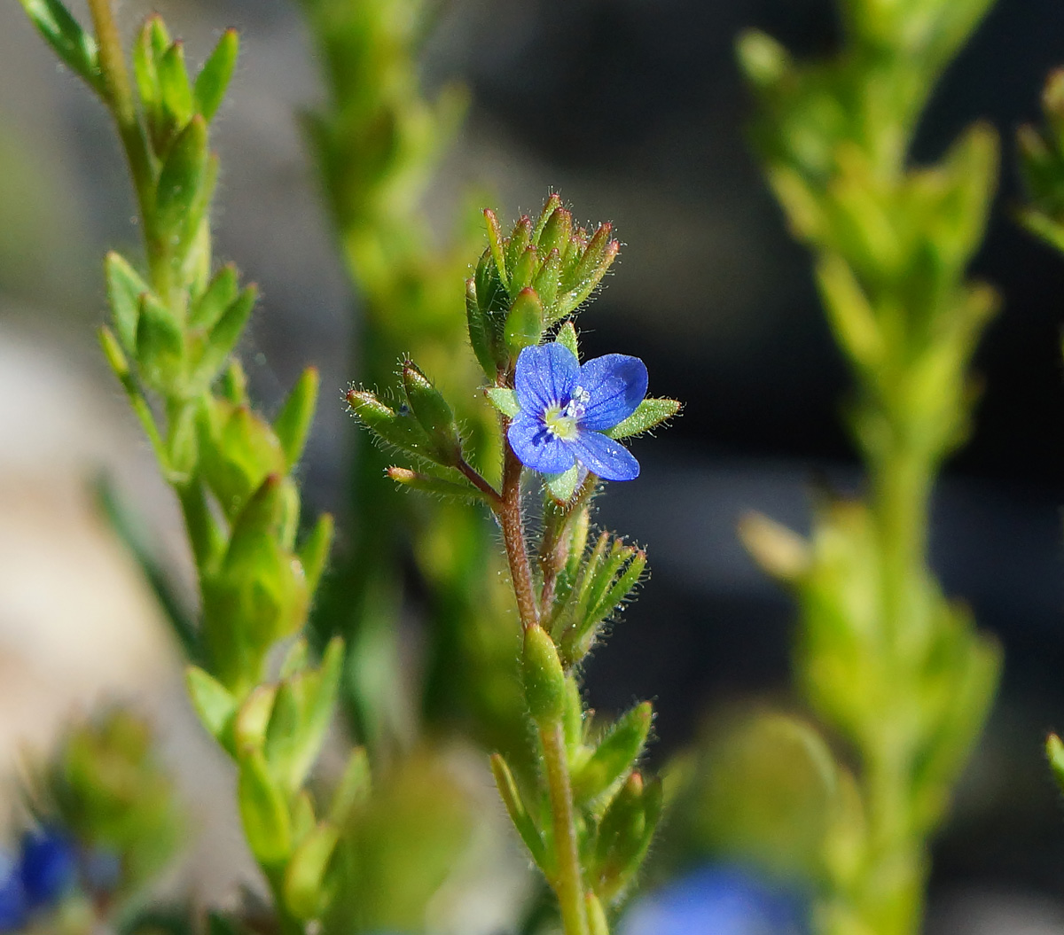 Image of Veronica verna specimen.