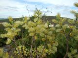 Salix bebbiana
