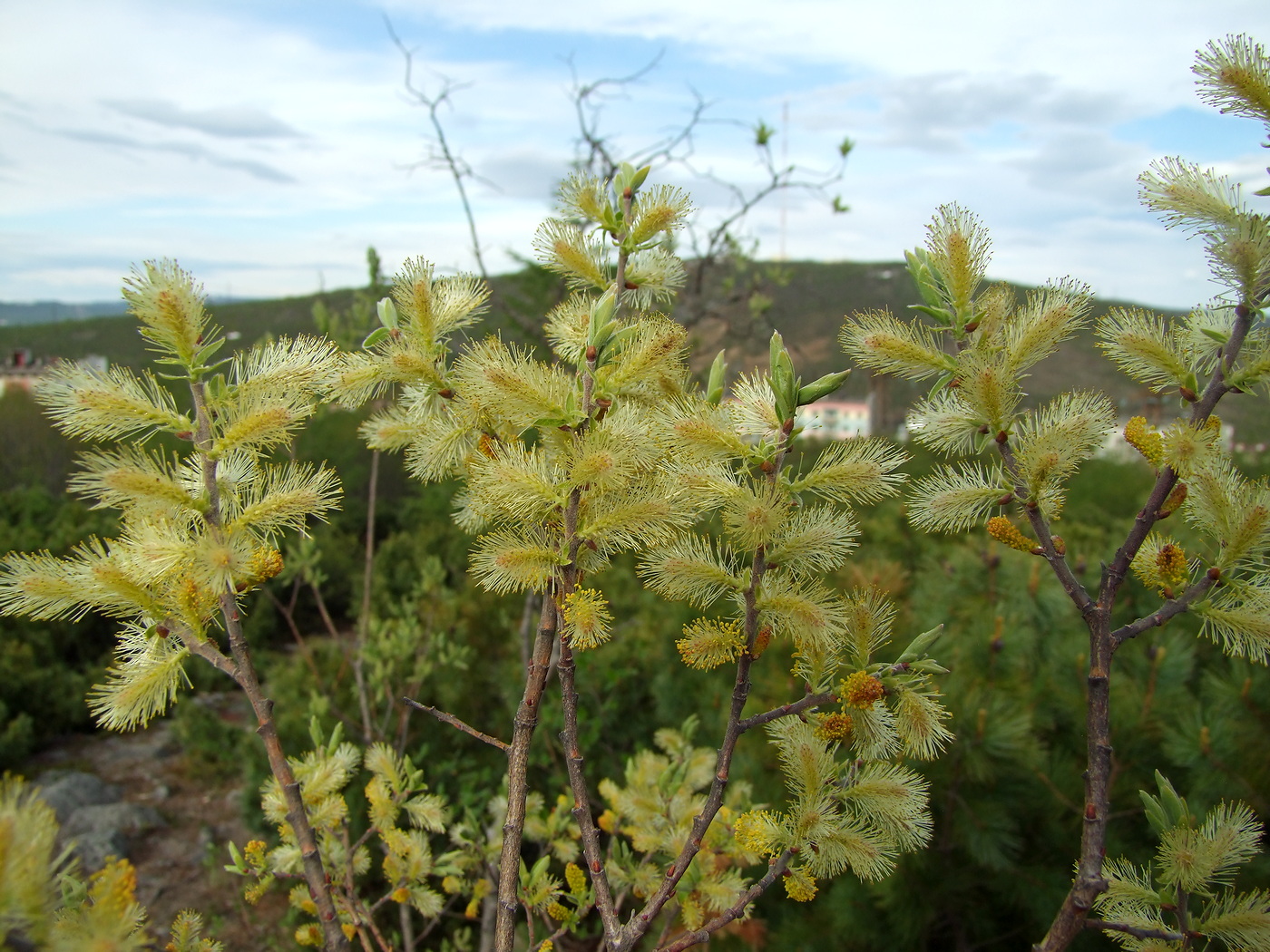 Изображение особи Salix bebbiana.