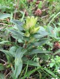 Gentiana cruciata. Верхушка плодоносящего растения. Кабардино-Балкария, Эльбрусский р-н, окр. с. Бедык, ок. 1000 м н.у.м., луговина. 08.08.2018.