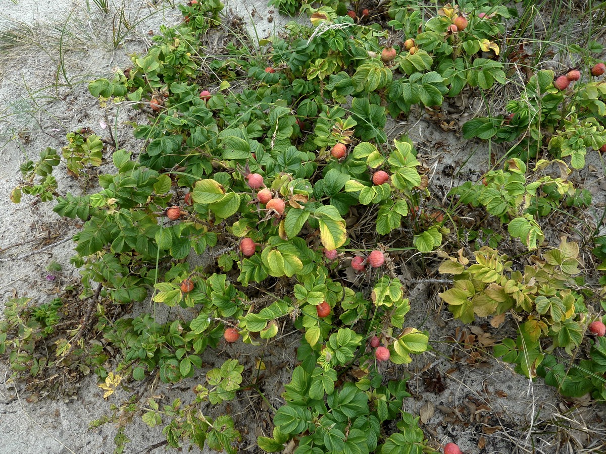 Image of Rosa rugosa specimen.