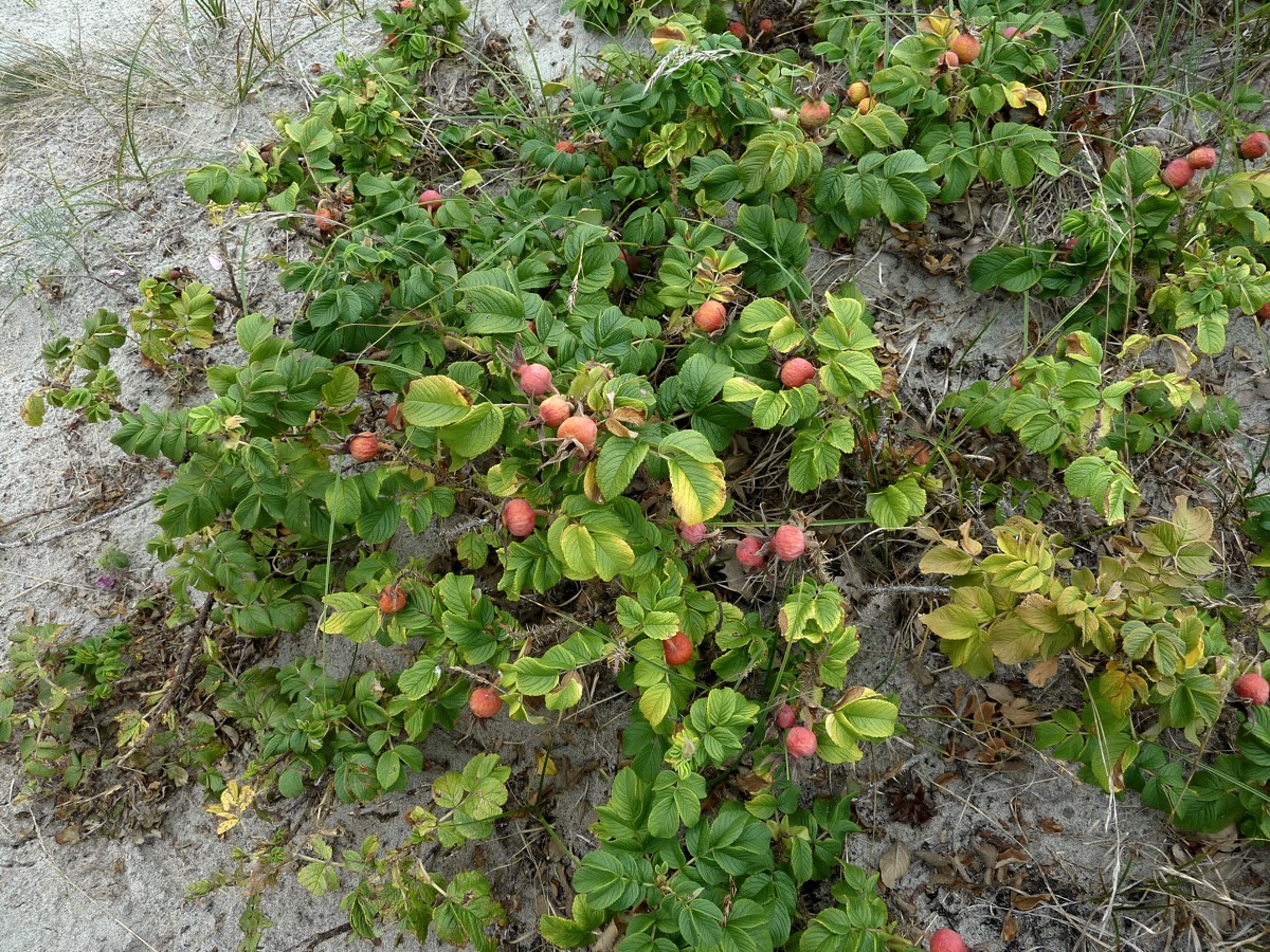 Изображение особи Rosa rugosa.