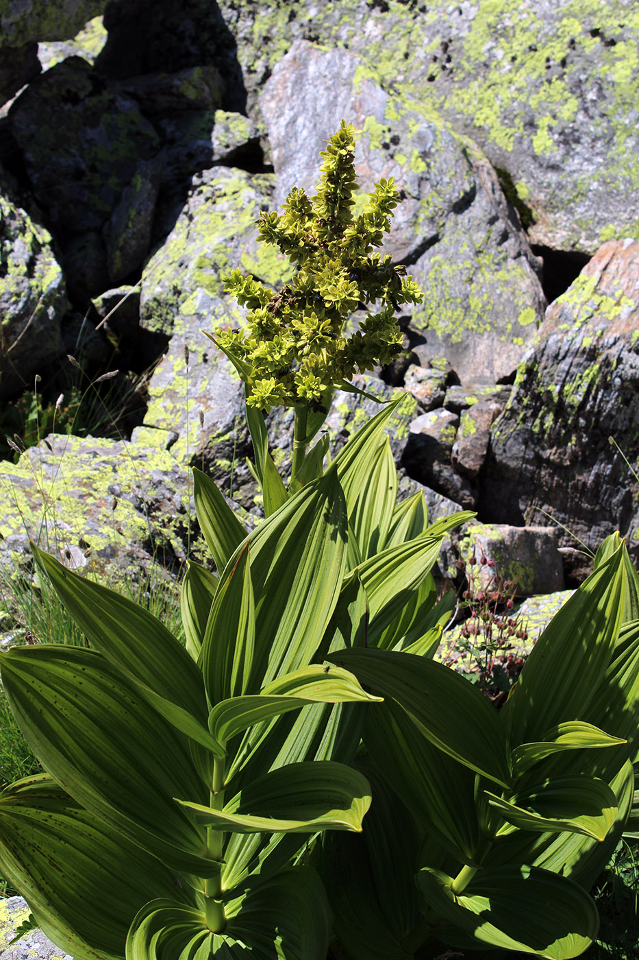 Image of Veratrum lobelianum specimen.