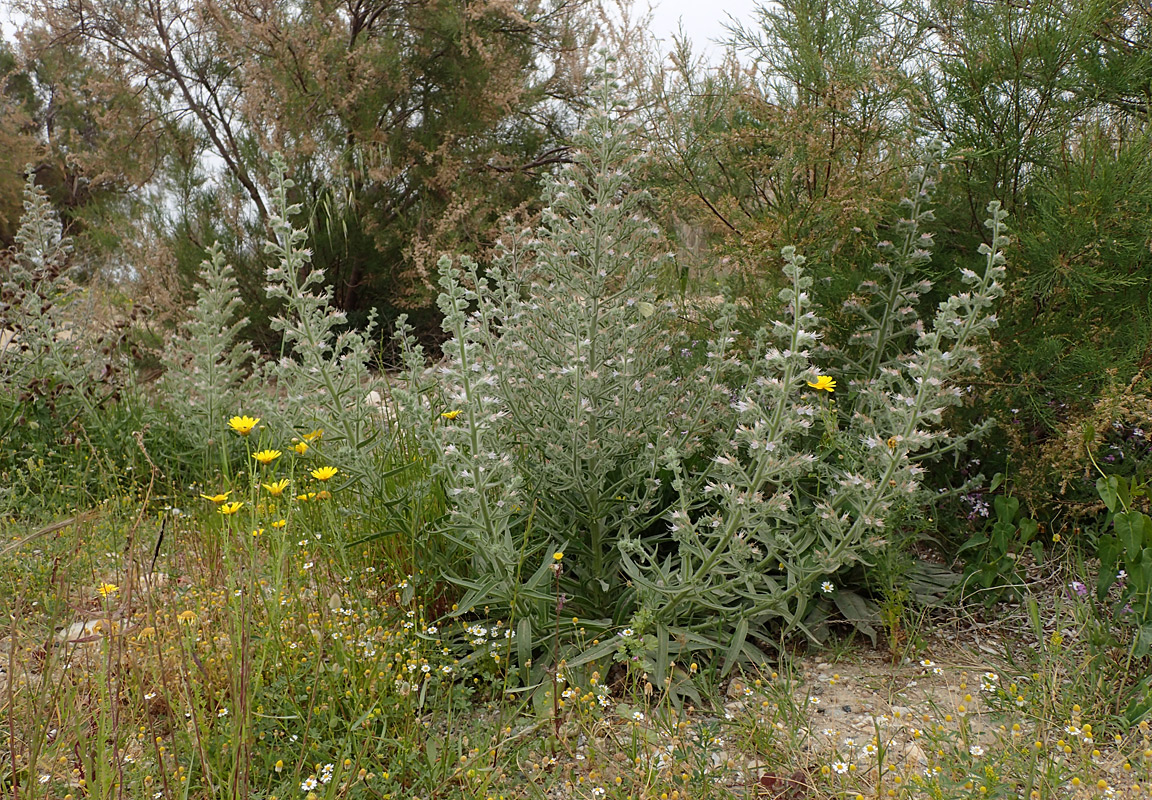 Image of Echium biebersteinii specimen.