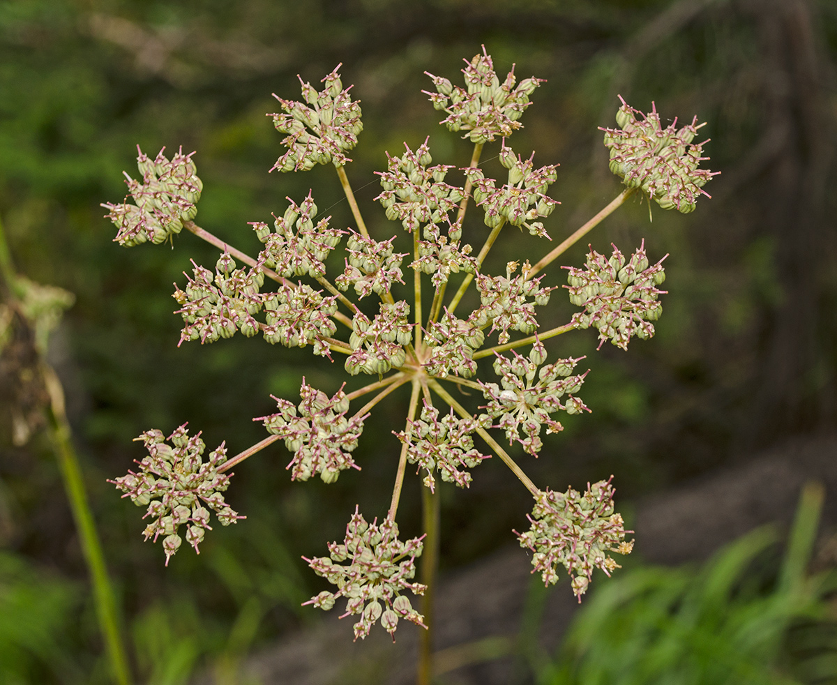 Изображение особи Pimpinella nigra.