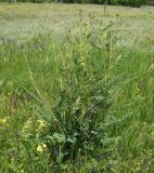 Astragalus ponticus