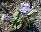 genus Myosotis. Цветущее растение. Чукотка, Чаунский р-н, г. Певек, зеленая зона между микрор-нами. 14.06.2018.