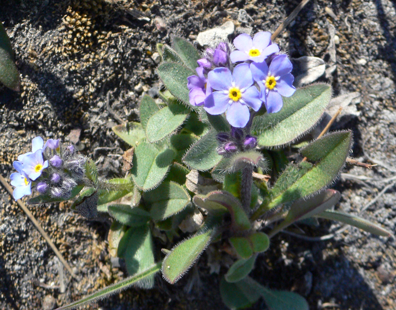 Изображение особи род Myosotis.