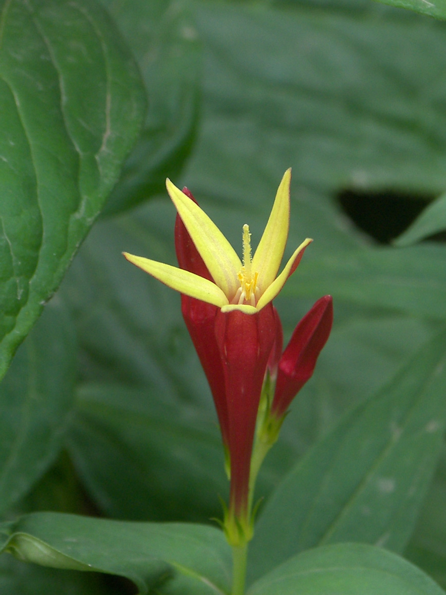 Image of Spigelia marilandica specimen.