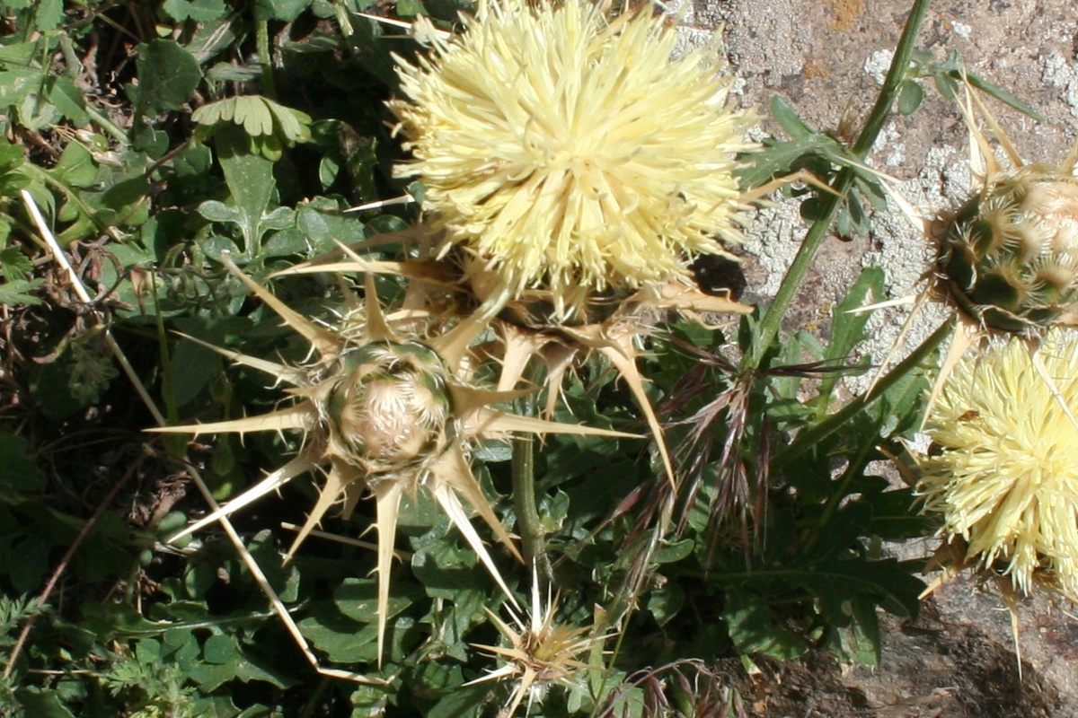 Image of Centaurea sosnovskyi specimen.