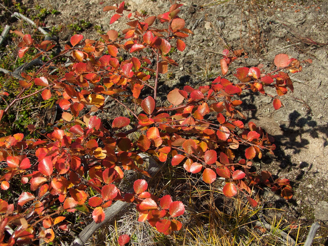 Image of Betula divaricata specimen.