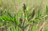 Astragalus cicer