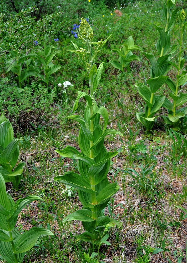 Изображение особи Veratrum lobelianum.