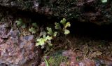 genus Selaginella