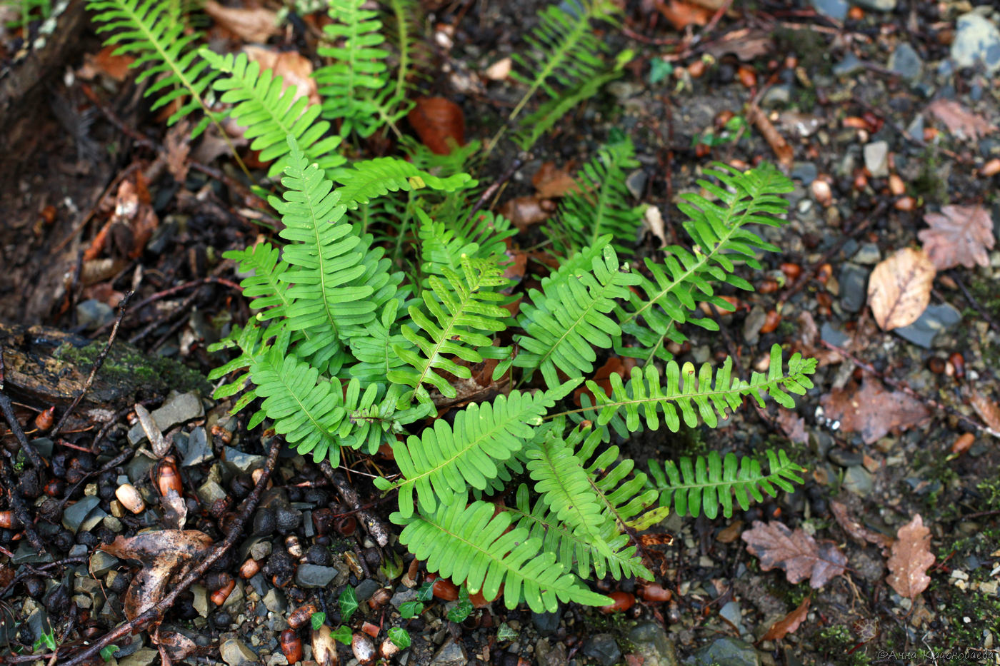 Image of Polypodium vulgare specimen.