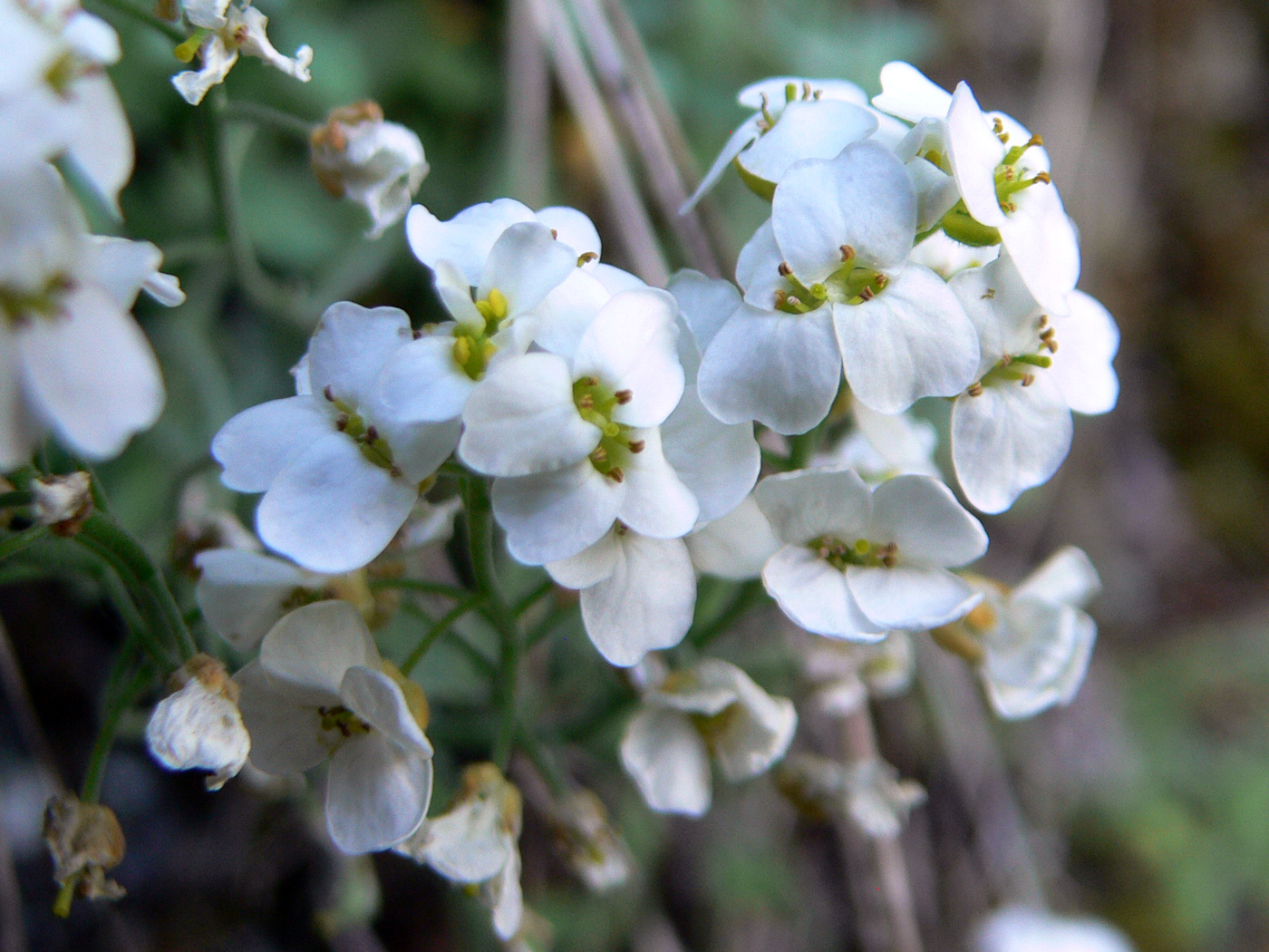 Изображение особи Schivereckia podolica.