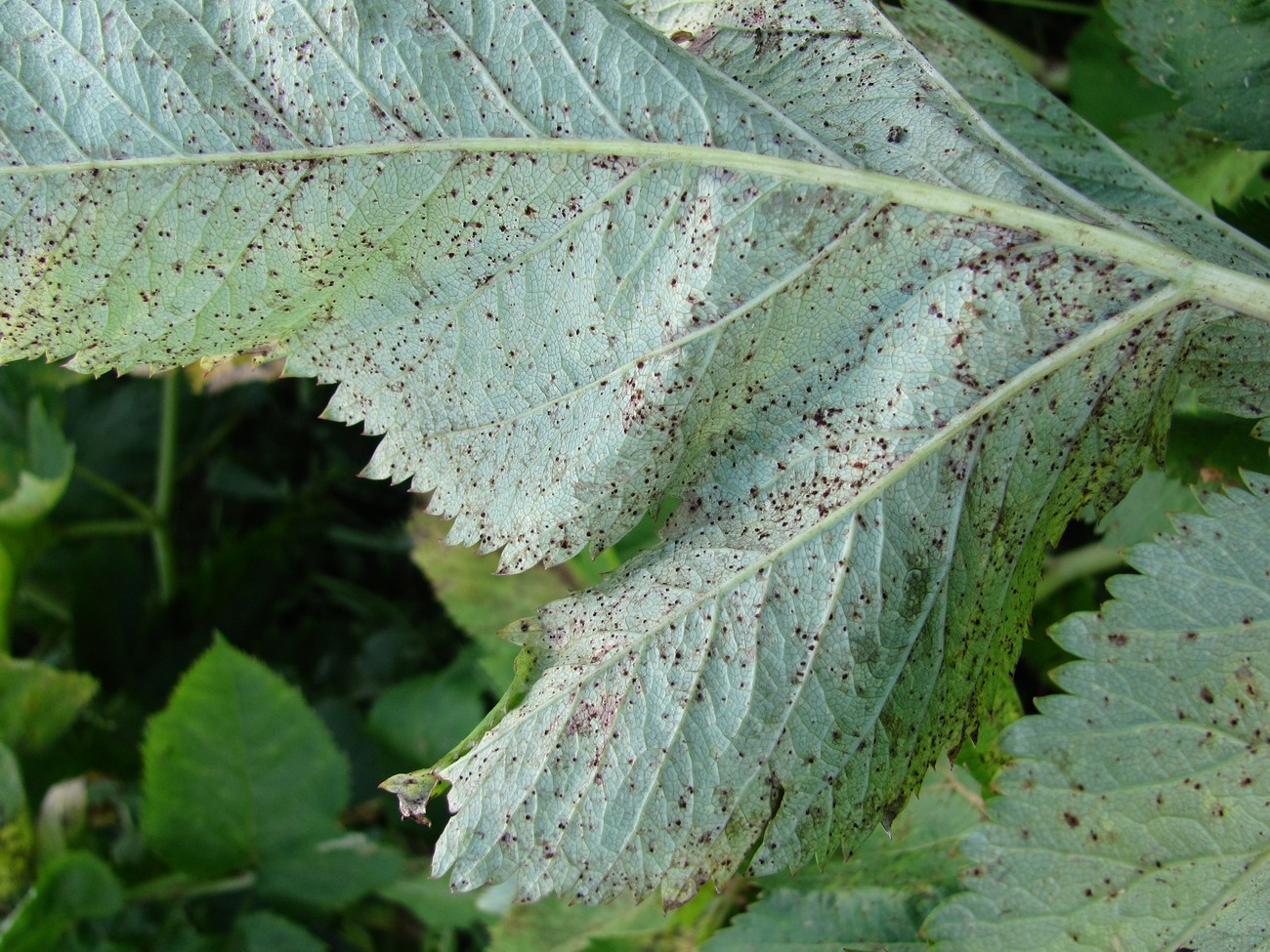 Изображение особи Archangelica officinalis.