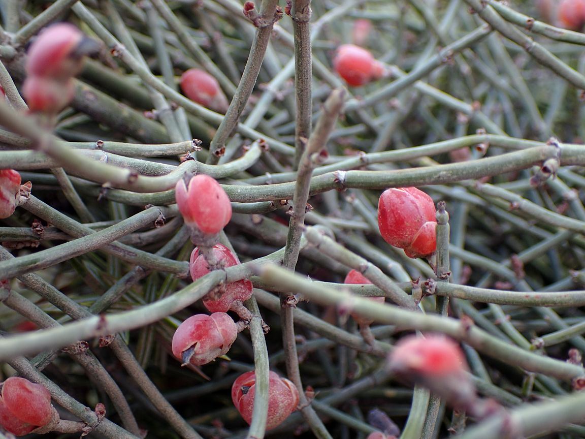 Image of Ephedra foeminea specimen.