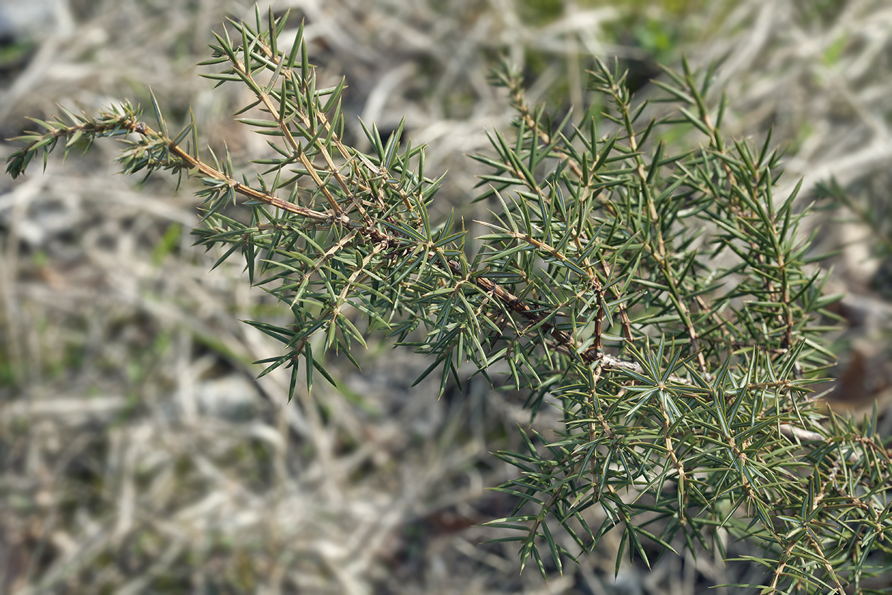 Изображение особи Juniperus deltoides.