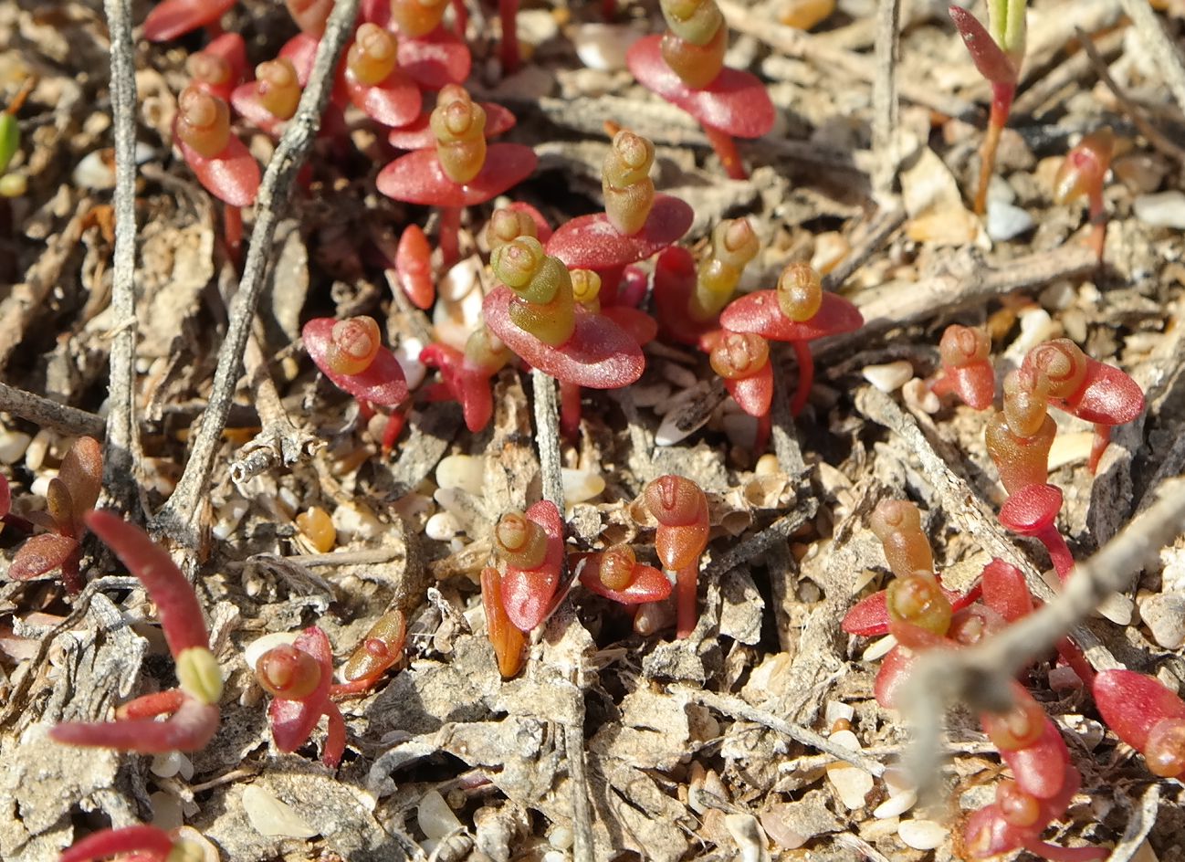 Изображение особи Salicornia perennans.