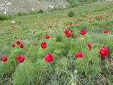 Paeonia tenuifolia