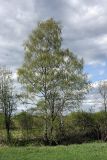 Betula pendula. Отцветающее взрослое дерево. Карельский перешеек, окр. Сертолово, на краю поля. 15.05.2019.