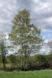 Betula pendula