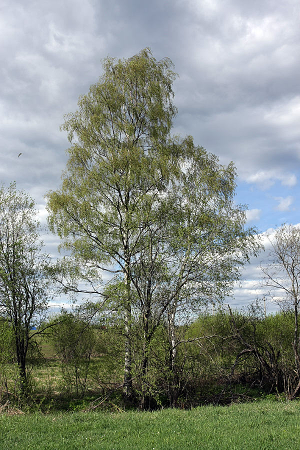 Изображение особи Betula pendula.