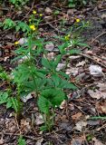 Ranunculus cassubicus. Расцветающее растение. Новгородская обл., Старая Русса, курортный парк. 11.05.2019.