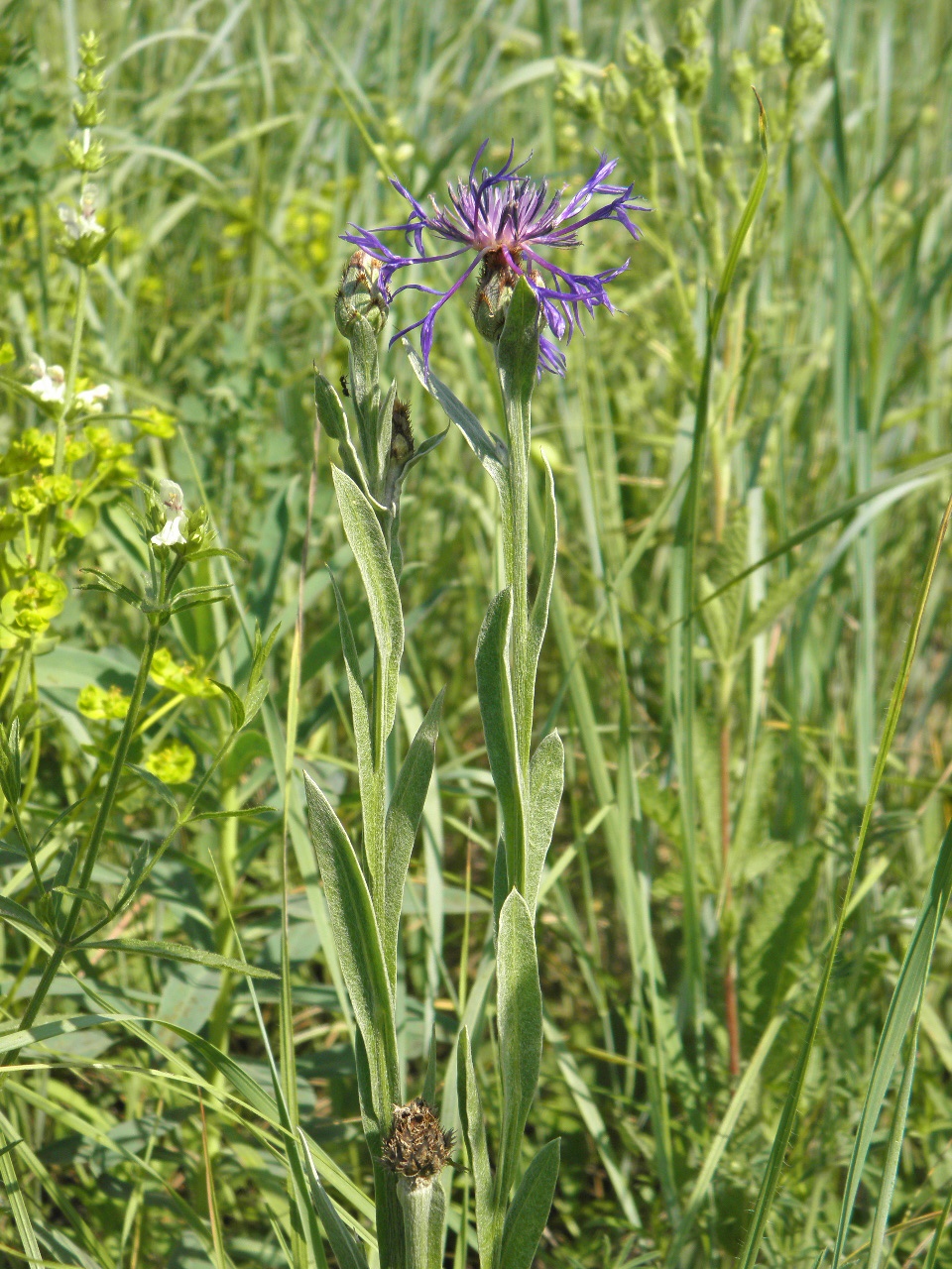 Image of Centaurea tanaitica specimen.