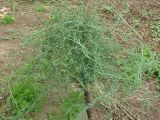 Asparagus angulofractus