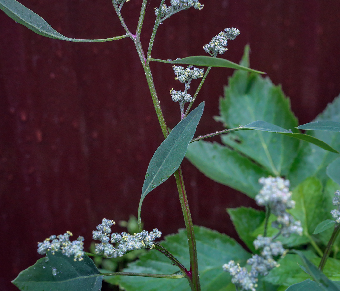 Изображение особи род Chenopodium.