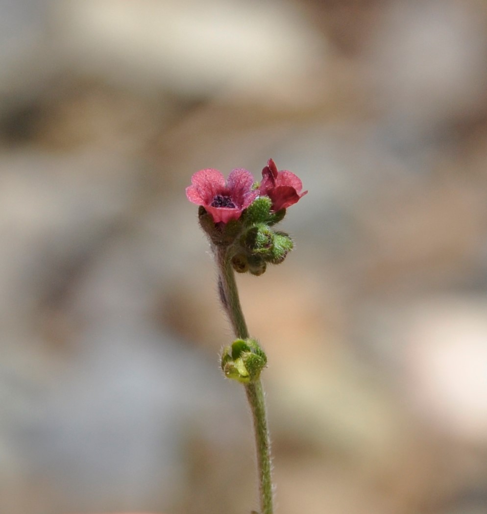 Изображение особи Cynoglossum troodii.