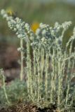 Artemisia caucasica