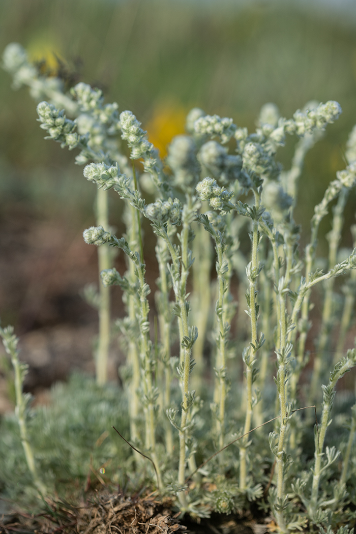 Изображение особи Artemisia caucasica.