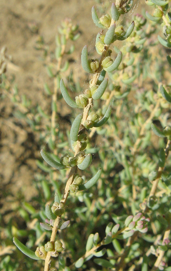 Image of Suaeda dendroides specimen.