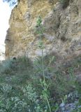 Nepeta cataria. Верхушка расцветающего растения. Дагестан, окр. с Талги, каменистый склон у скалы. 05.06.2019.