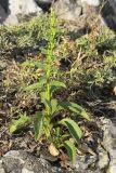 Solidago virgaurea subspecies taurica. Вегетирующее растение. Южный Берег Крыма, сев.-вост. склон горы Аю-Даг, скальник. 06.08.2019.